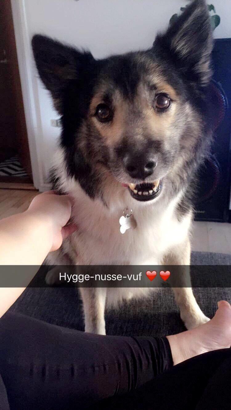 Islandsk fårehund Balto billede 8