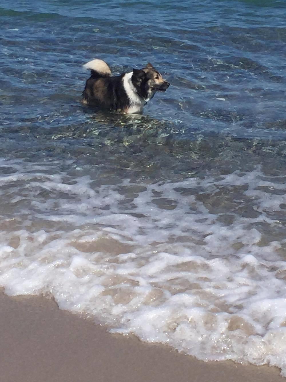 Islandsk fårehund Balto billede 5