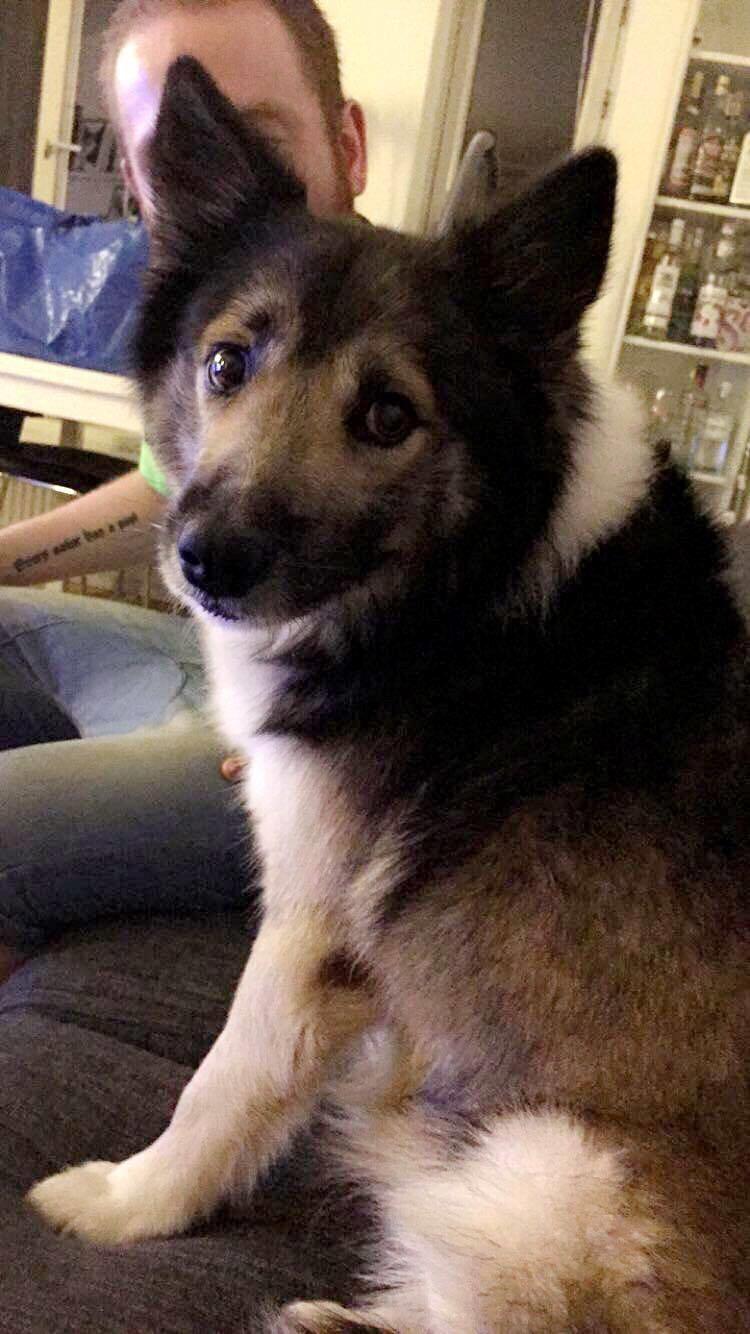 Islandsk fårehund Balto billede 2