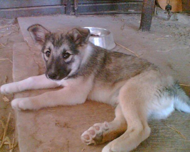 Islandsk fårehund Balto billede 12