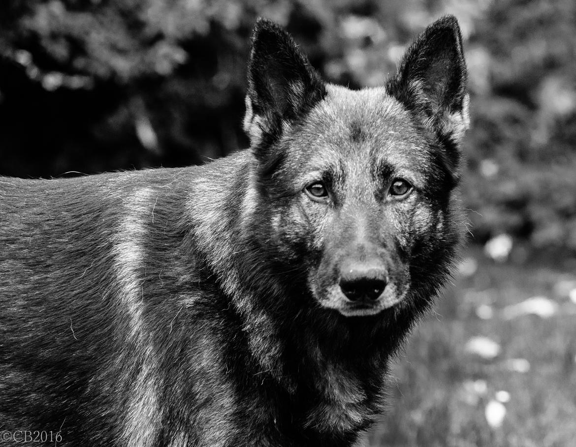 Schæferhund Coffey billede 20