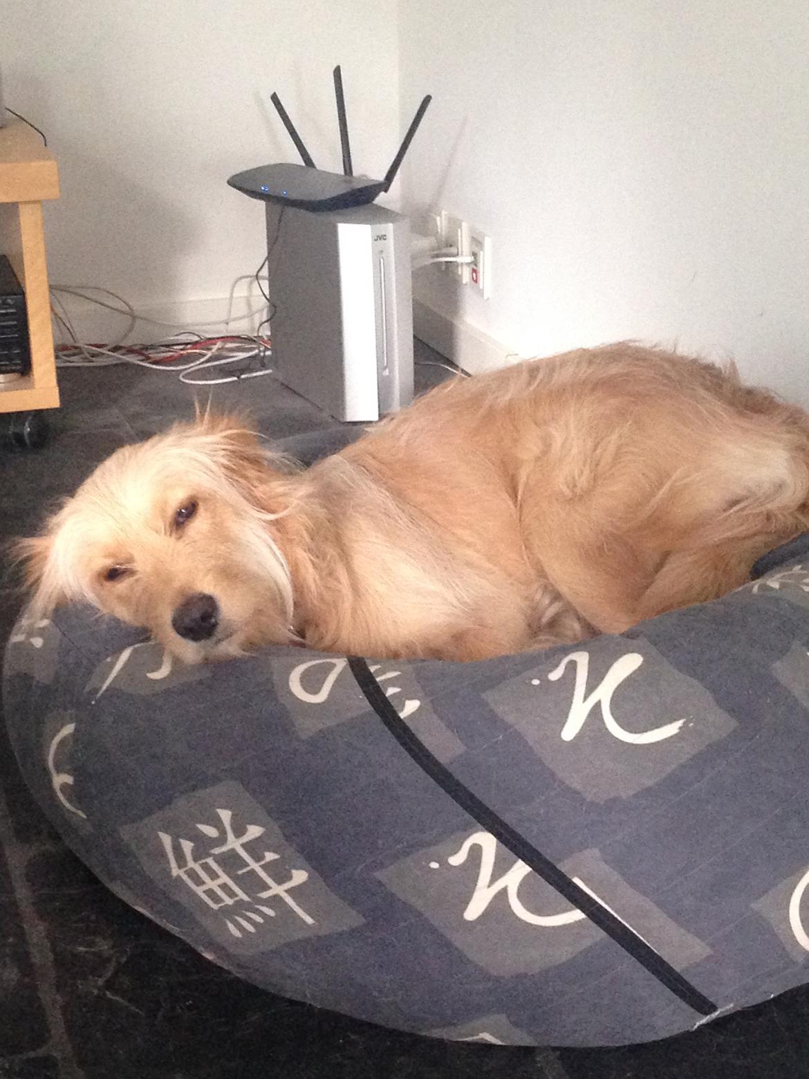 Blanding af racer Chili R.I.P billede 15