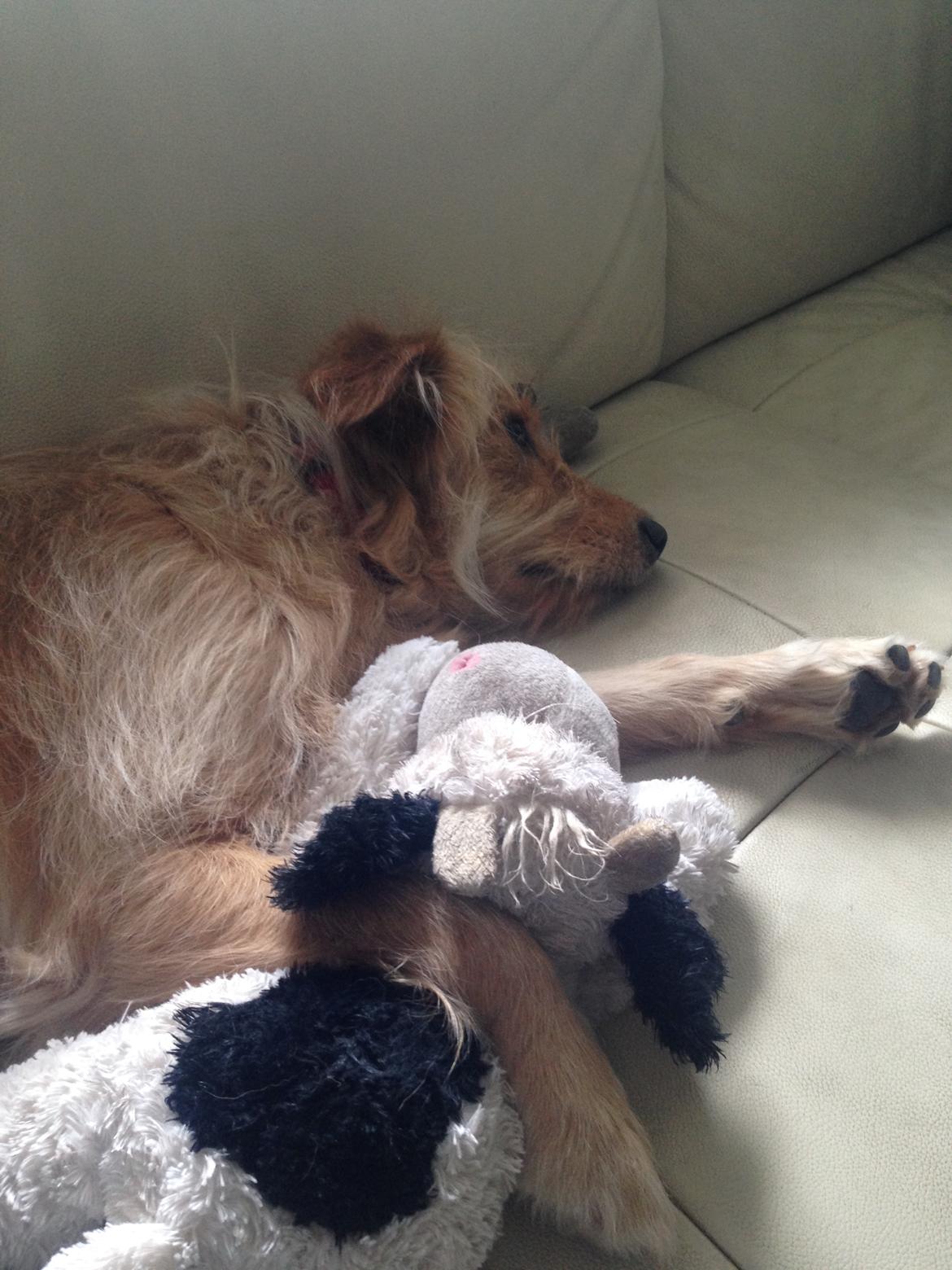 Blanding af racer Chili R.I.P billede 16