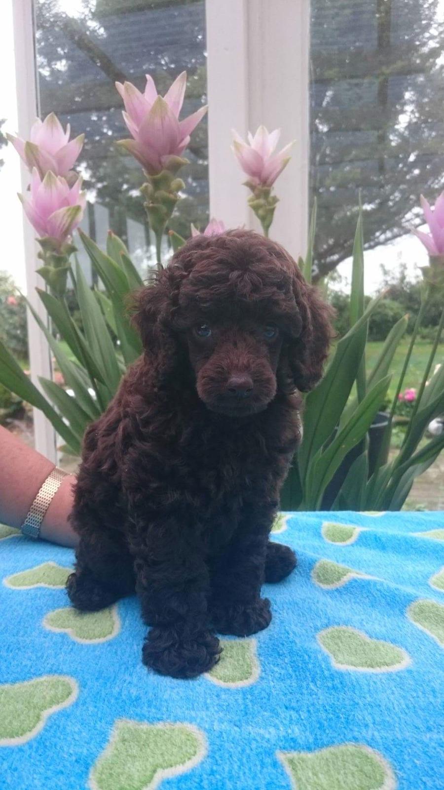 Dværgpuddel Orla  billede 1