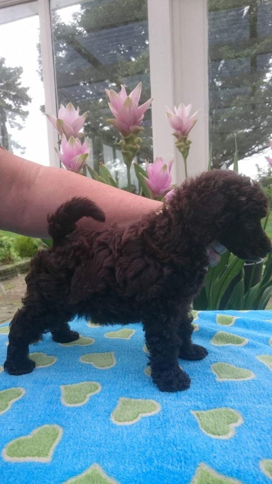 Dværgpuddel Orla  billede 2