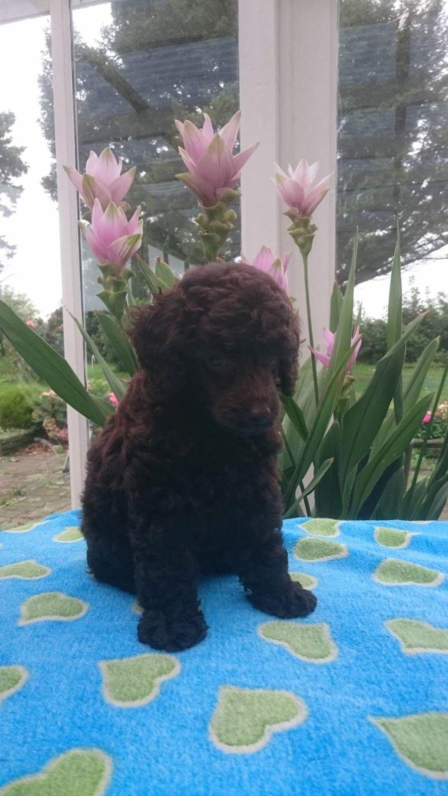 Dværgpuddel Orla  billede 3