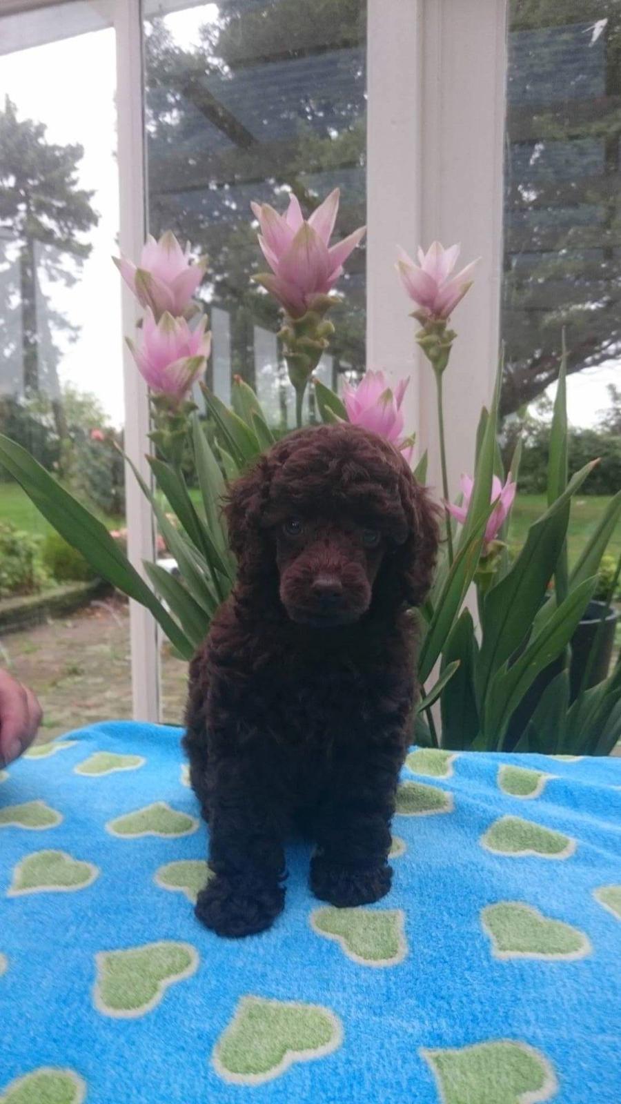 Dværgpuddel Orla  billede 4