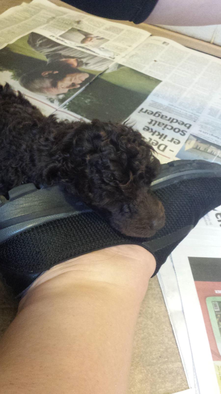 Dværgpuddel Orla  billede 5