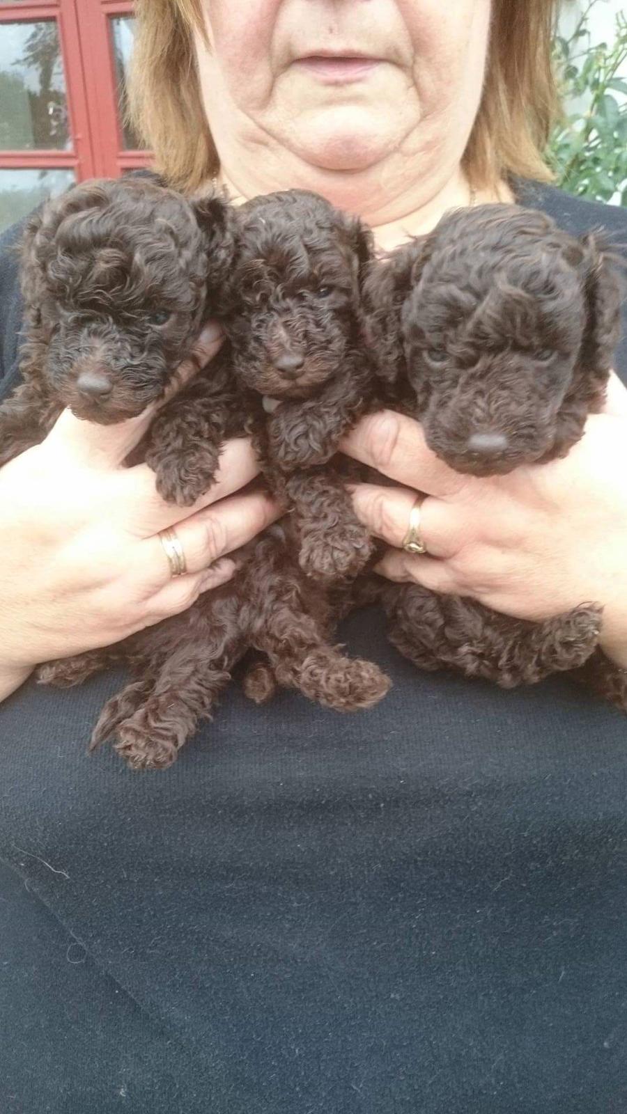 Dværgpuddel Orla  billede 8