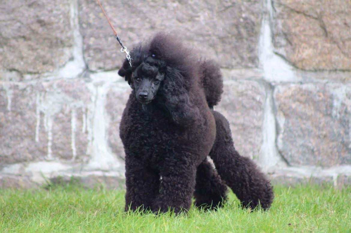 Dværgpuddel Orla  billede 6