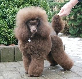 Dværgpuddel Orla  billede 7