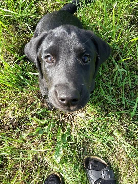 Labrador retriever Dark Moor's Balou billede 2