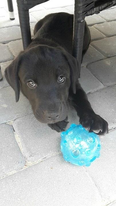 Labrador retriever Dark Moor's Balou billede 3