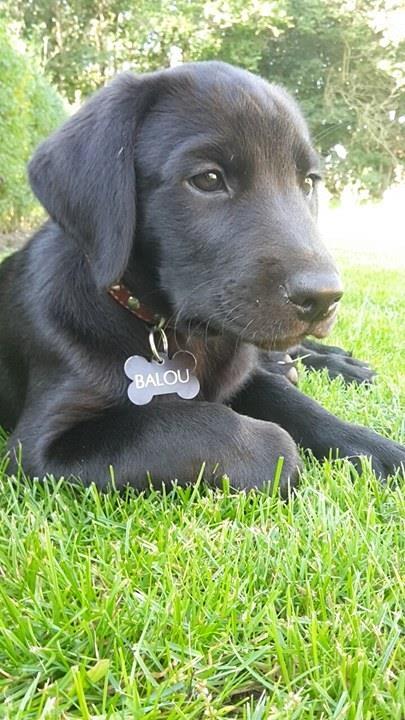 Labrador retriever Dark Moor's Balou billede 4