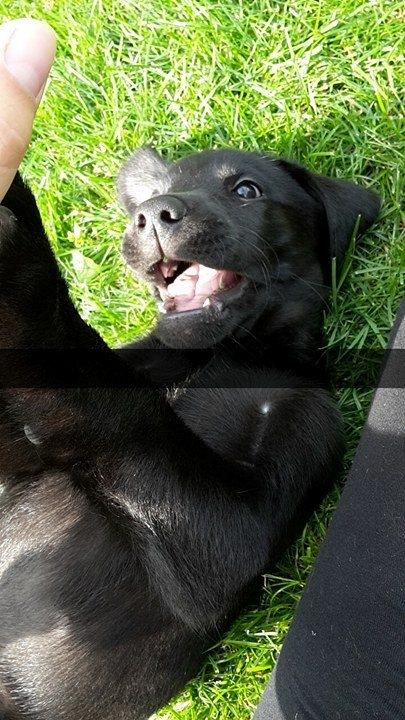 Labrador retriever Dark Moor's Balou billede 5