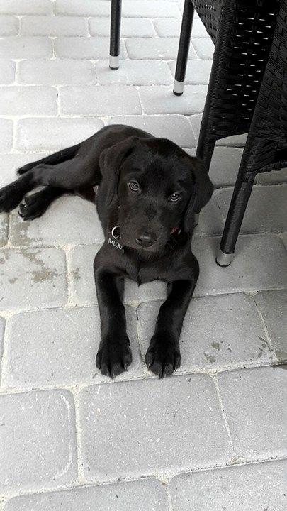 Labrador retriever Dark Moor's Balou billede 6
