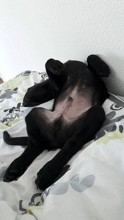 Labrador retriever Dark Moor's Balou billede 7