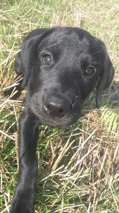 Labrador retriever Dark Moor's Balou billede 9