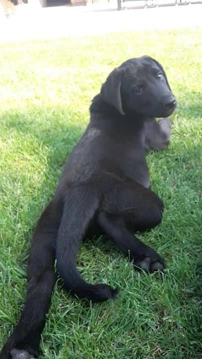 Labrador retriever Dark Moor's Balou billede 10