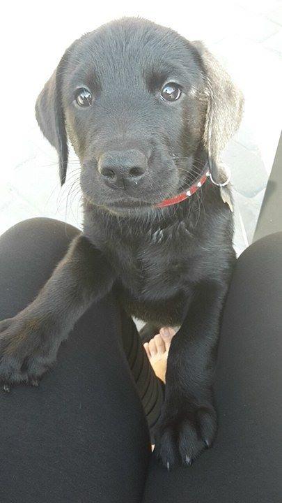 Labrador retriever Dark Moor's Balou - Lige været hoppet i naboens havedam :-) billede 11