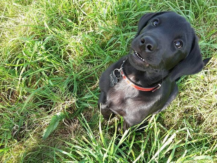 Labrador retriever Dark Moor's Balou billede 12