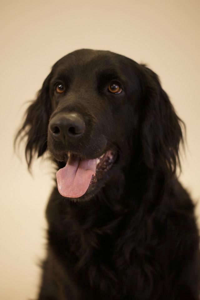 Hovawart Samson <3 - På udstilling i Kolding Storcenter - "Hvilken hund er jeg?" billede 17