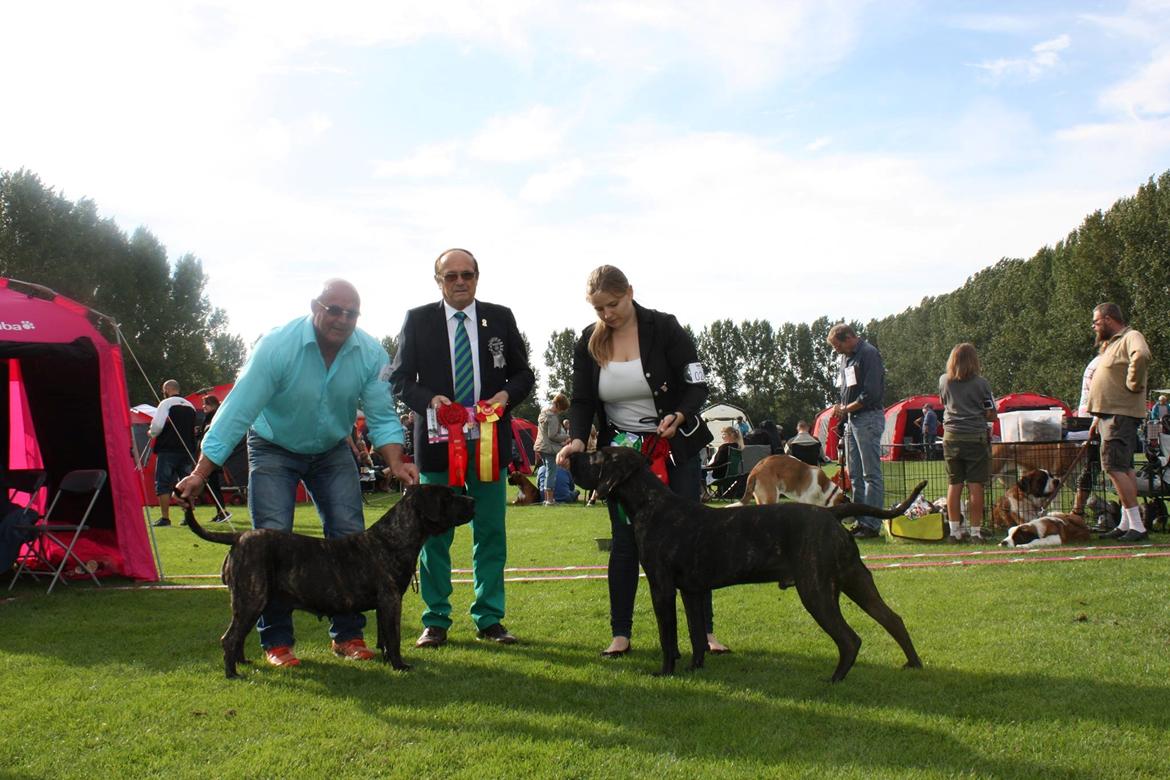 Dogo canario Bandito Fuerza Bull billede 2