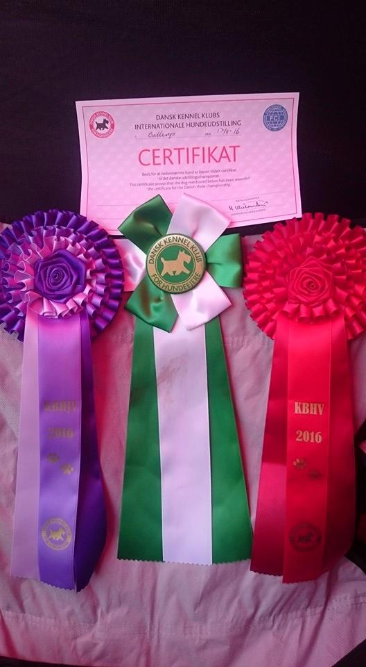 Dogo canario Bandito Fuerza Bull billede 1