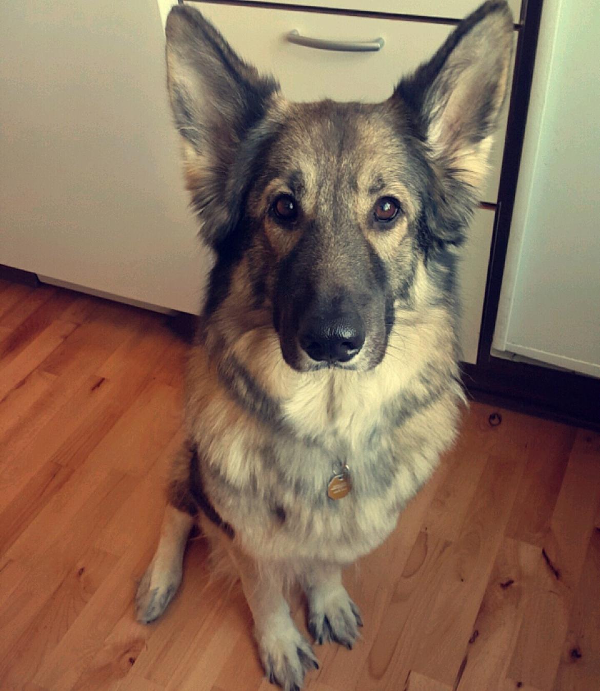 Schæferhund Sookie billede 1