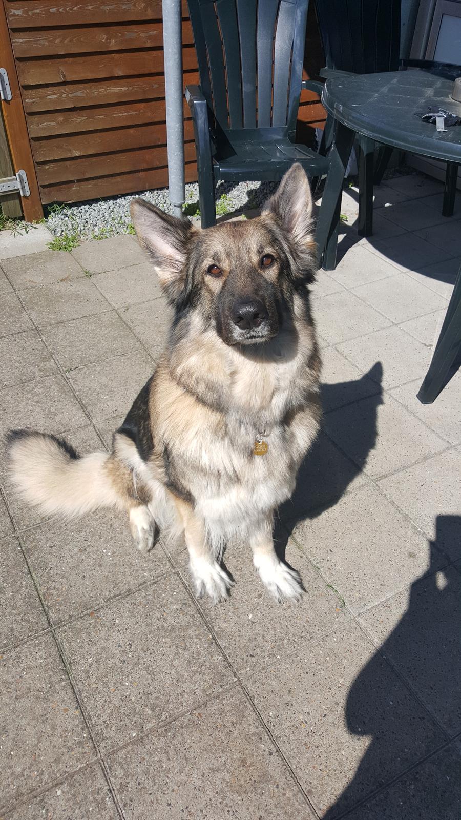 Schæferhund Sookie billede 2