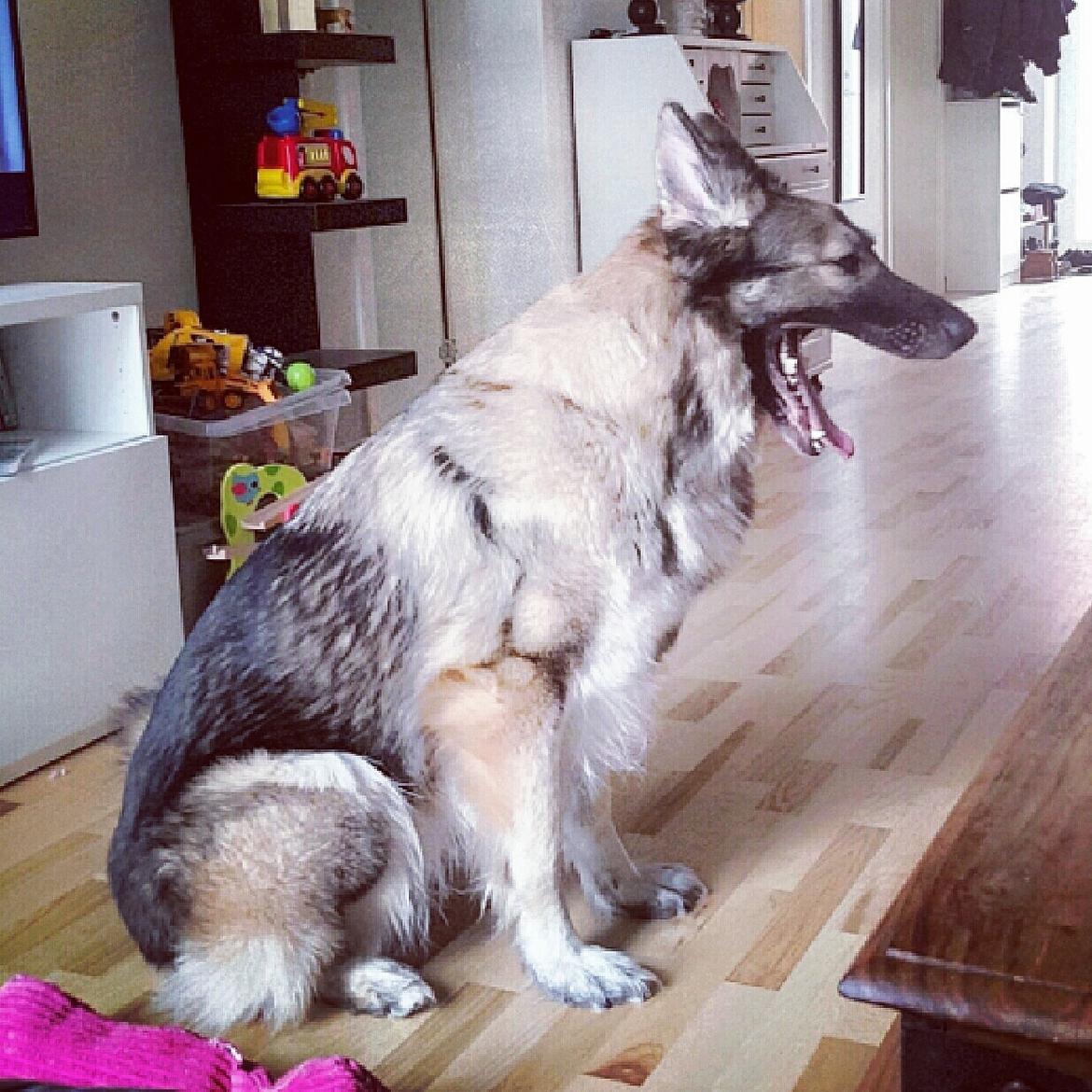 Schæferhund Sookie billede 3