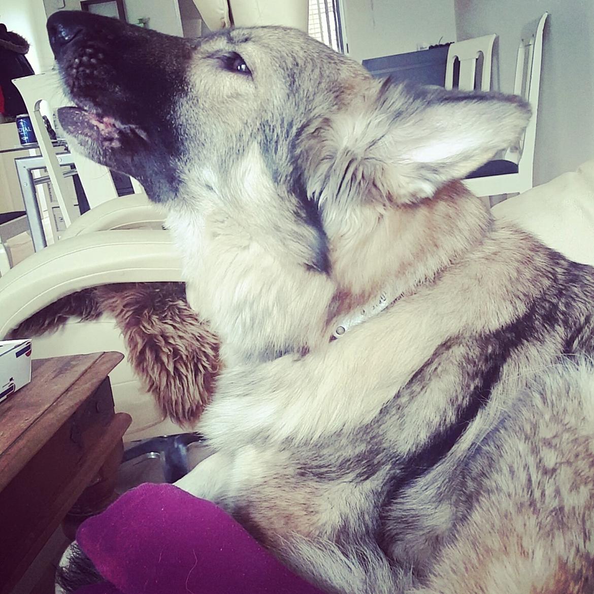 Schæferhund Sookie billede 4