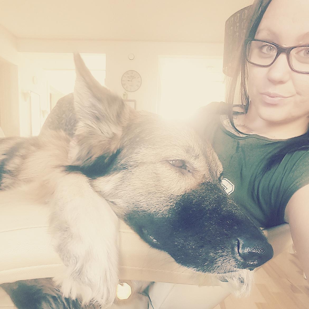 Schæferhund Sookie billede 5