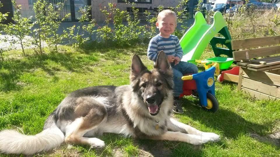 Schæferhund Sookie billede 6