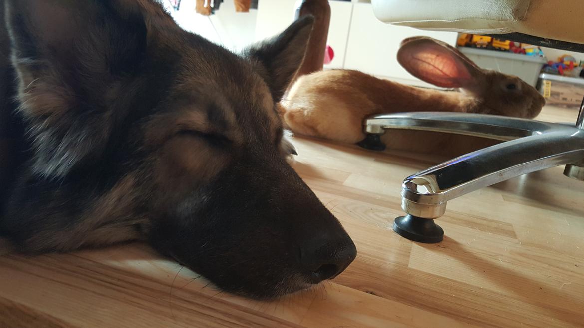 Schæferhund Sookie billede 7