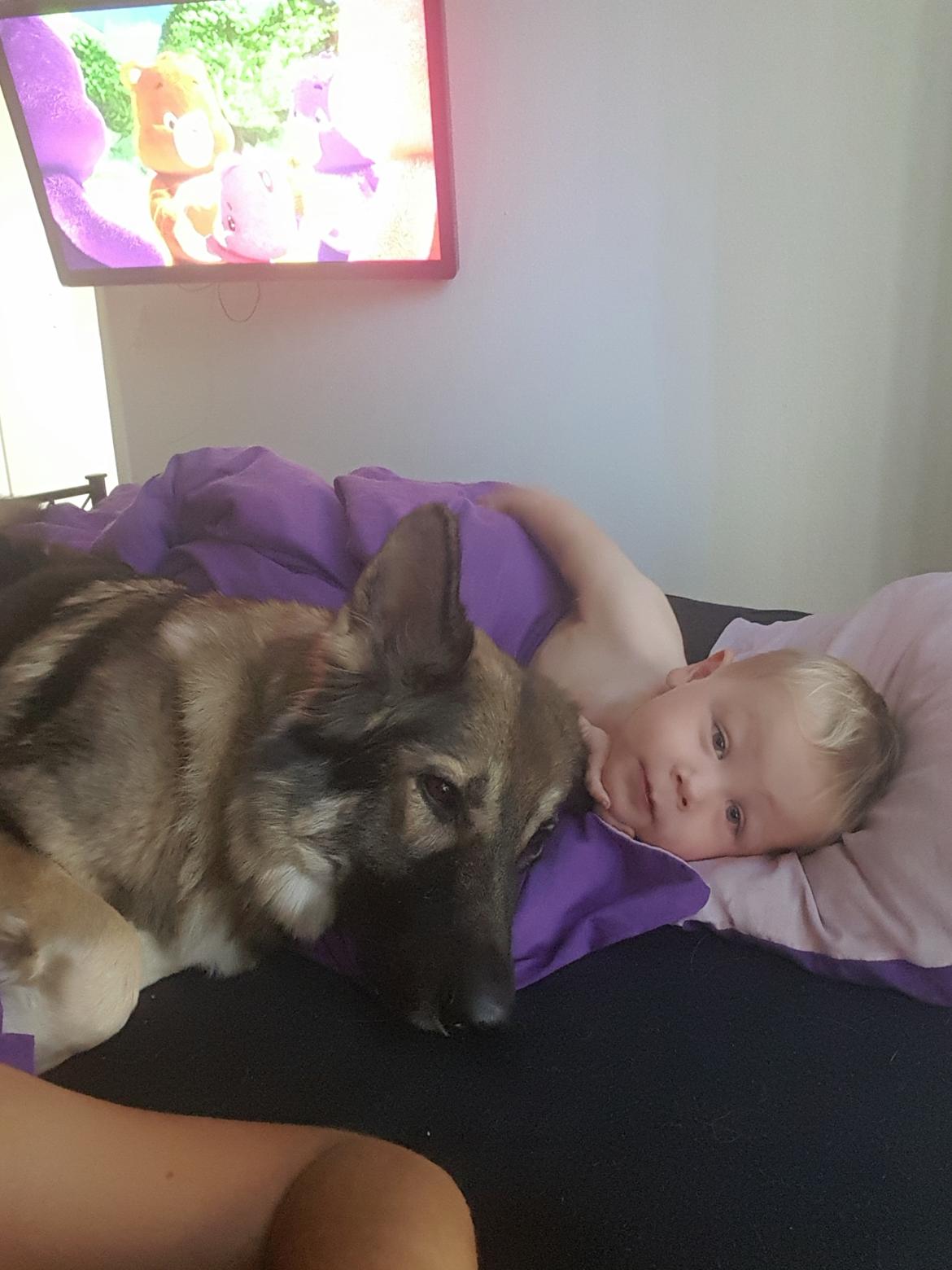 Schæferhund Sookie billede 8