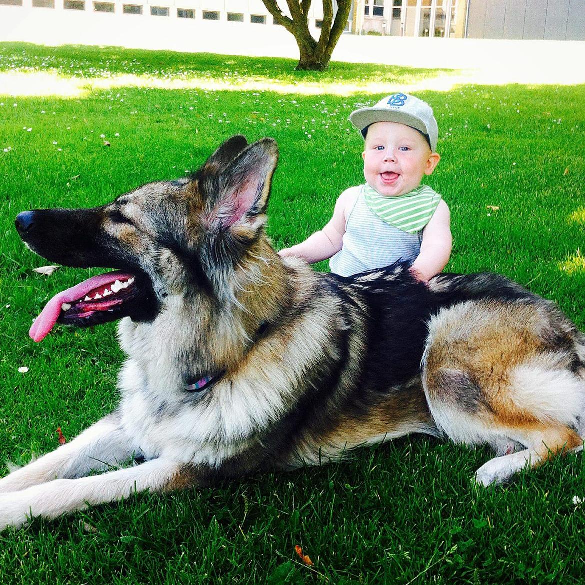 Schæferhund Sookie billede 9