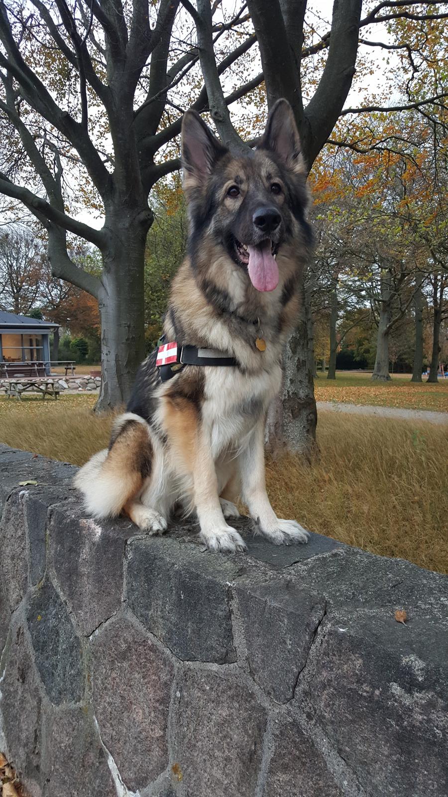 Schæferhund Sookie billede 10