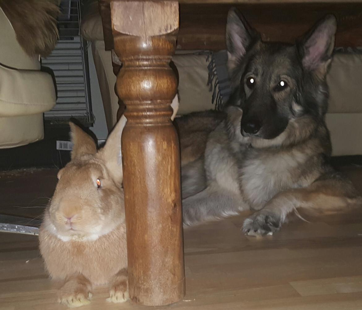 Schæferhund Sookie billede 11