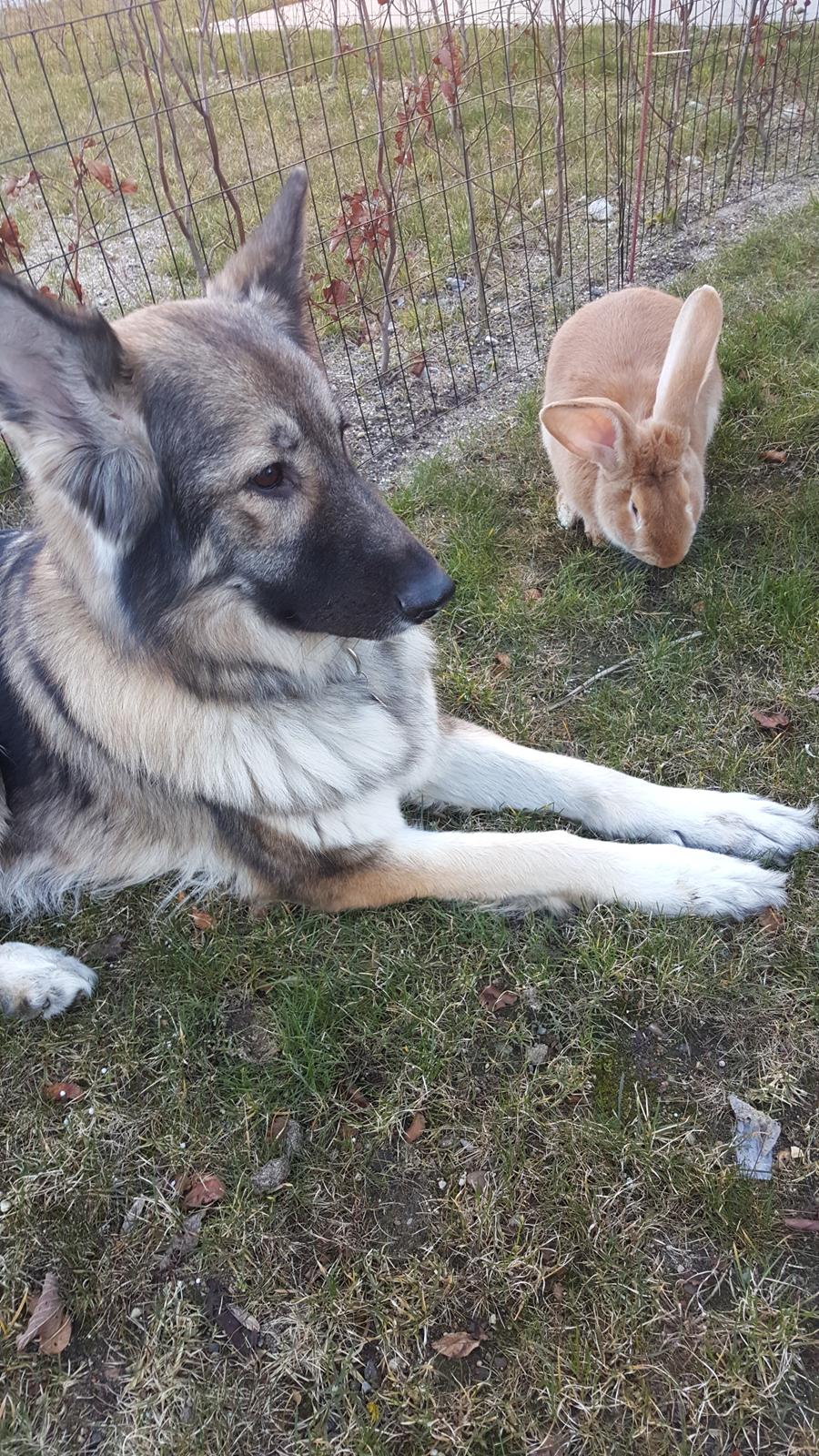 Schæferhund Sookie billede 12