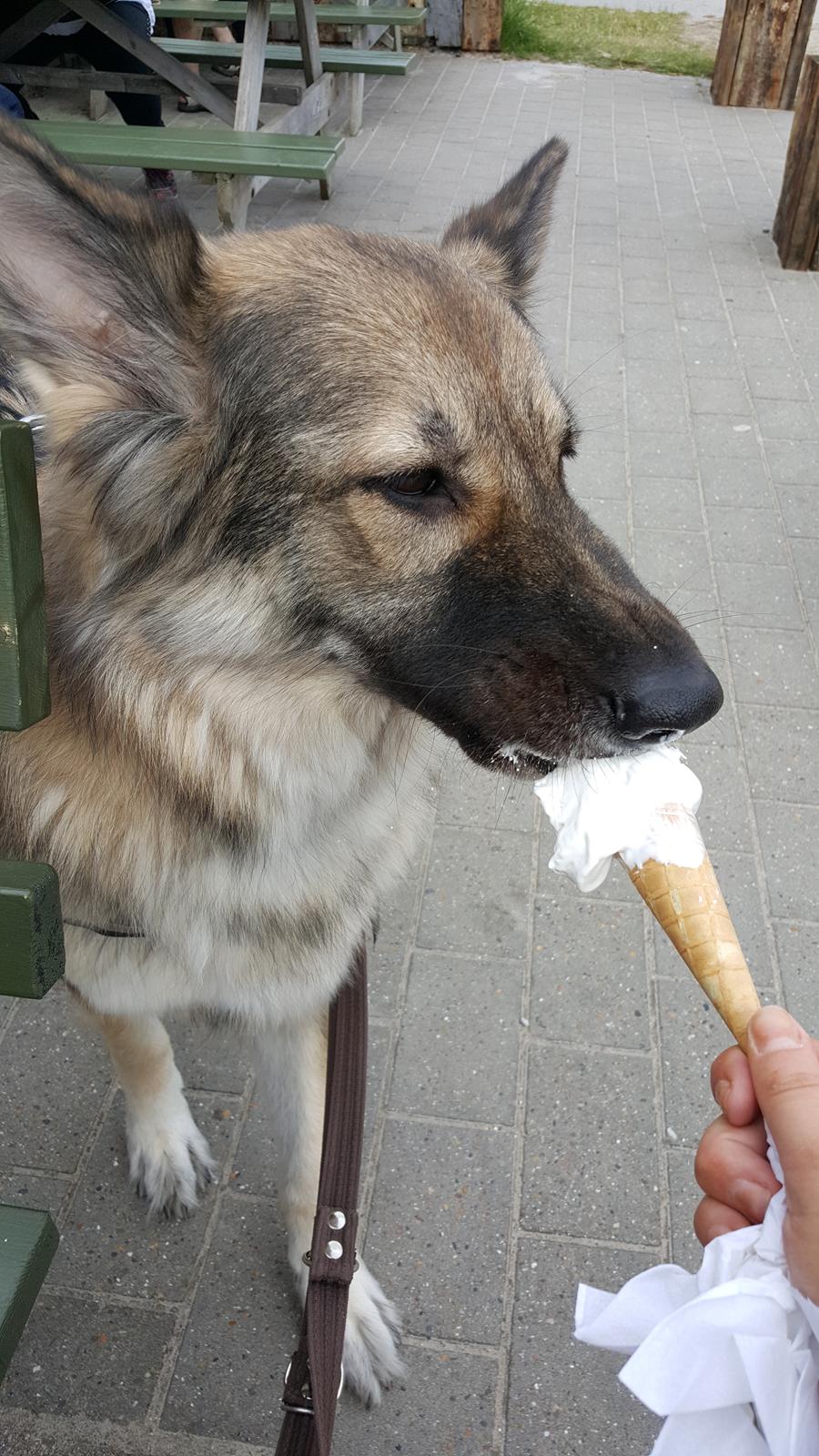 Schæferhund Sookie billede 14