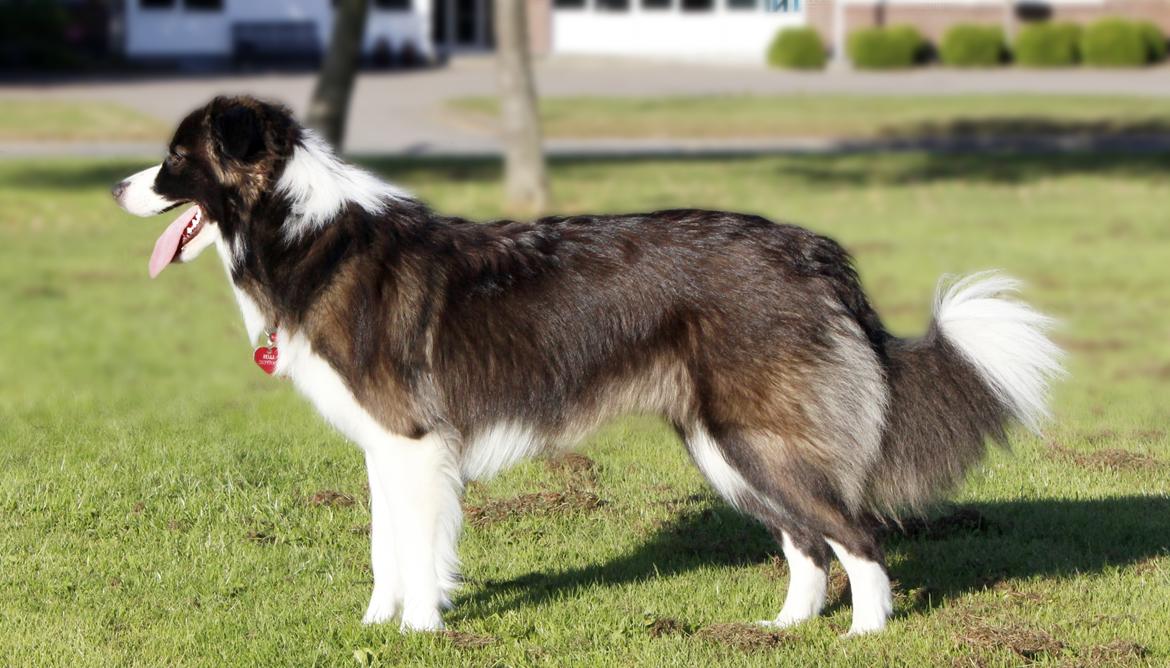 Border collie Bella - Divenzie's Arabella [Himmelhund] billede 22