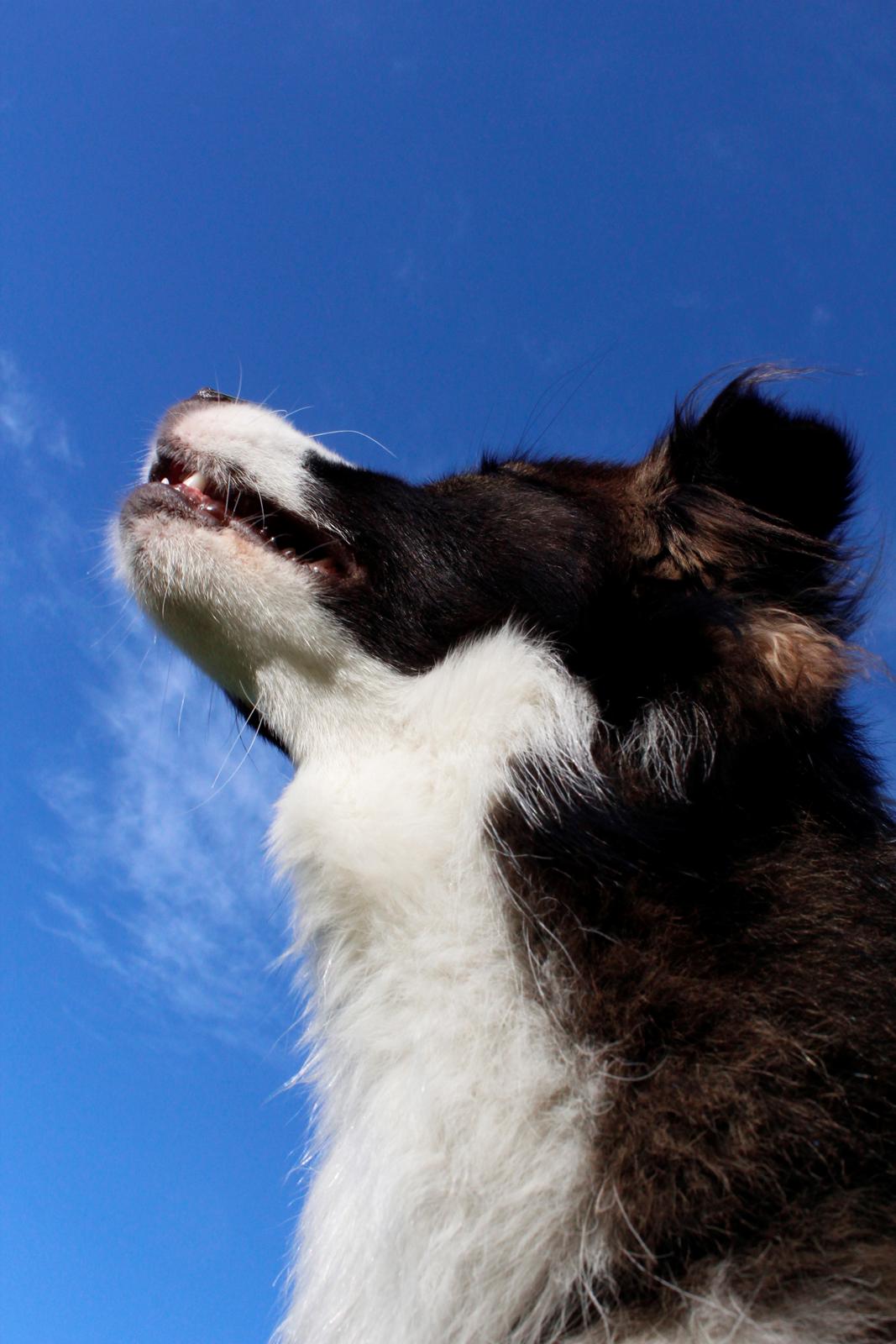 Border collie Bella - Divenzie's Arabella [Himmelhund] billede 28