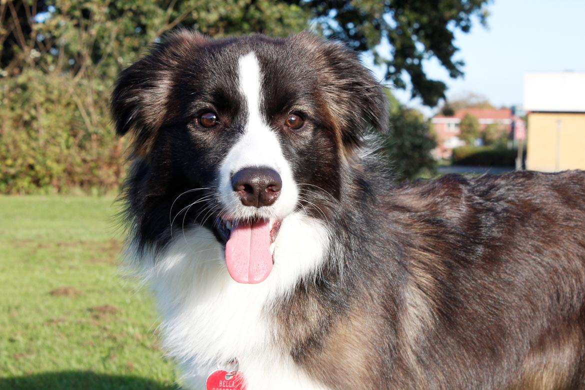 Border collie Bella - Divenzie's Arabella [Himmelhund] billede 3