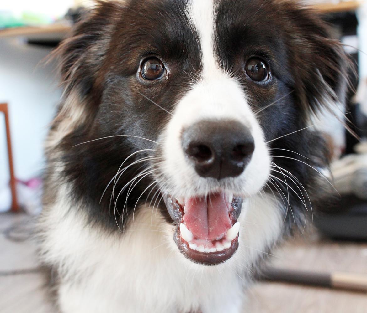 Border collie Bella - Divenzie's Arabella [Himmelhund] billede 23