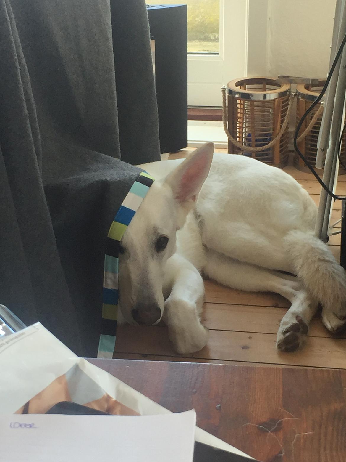 Schæferhund Carlos  billede 1