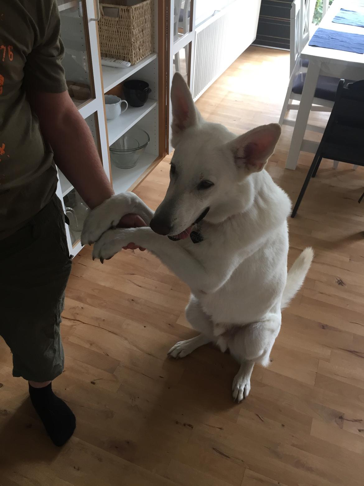 Schæferhund Carlos  billede 3