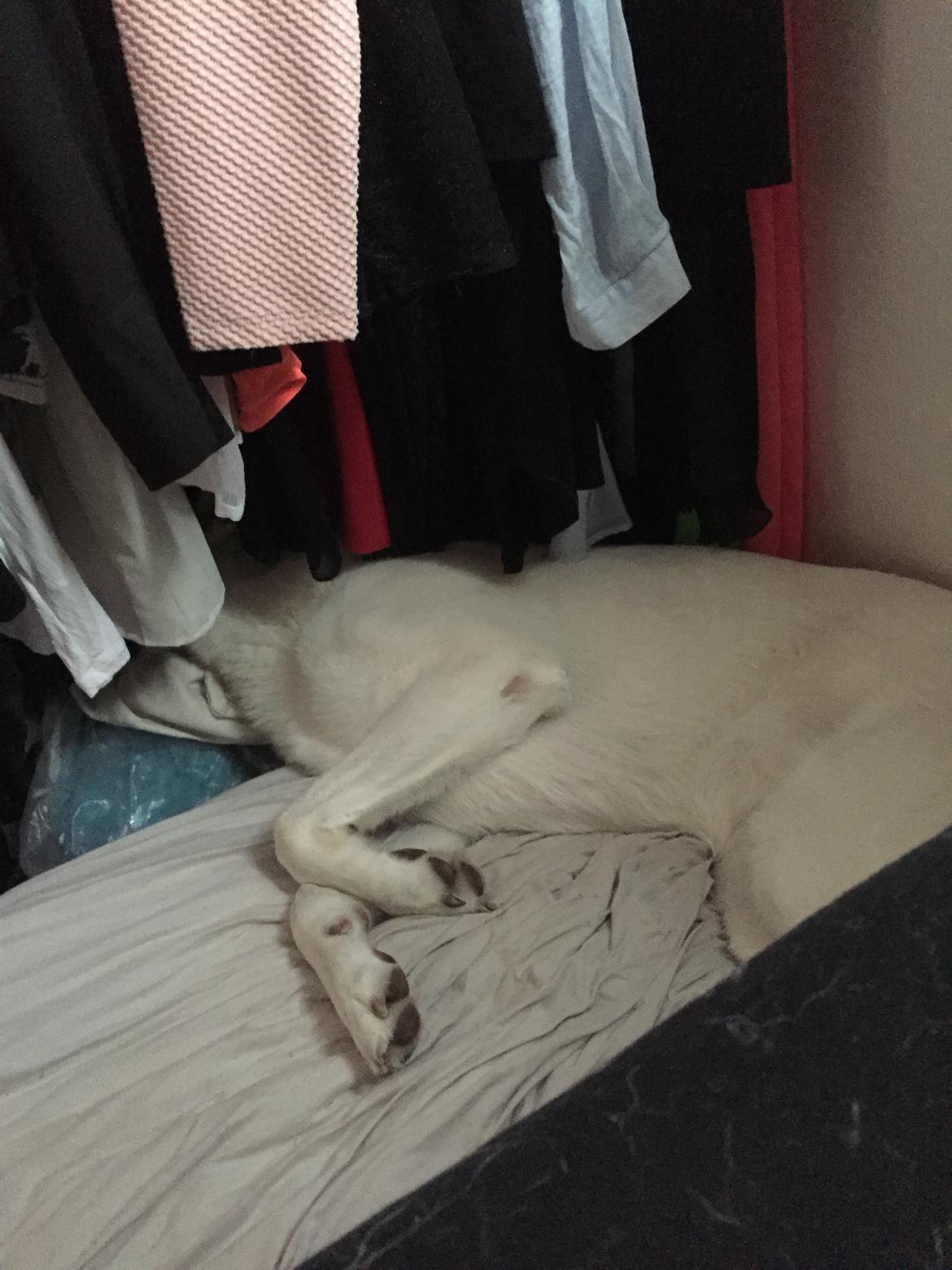 Schæferhund Carlos  billede 2