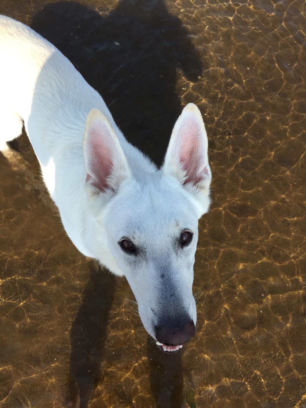 Schæferhund Carlos  billede 5