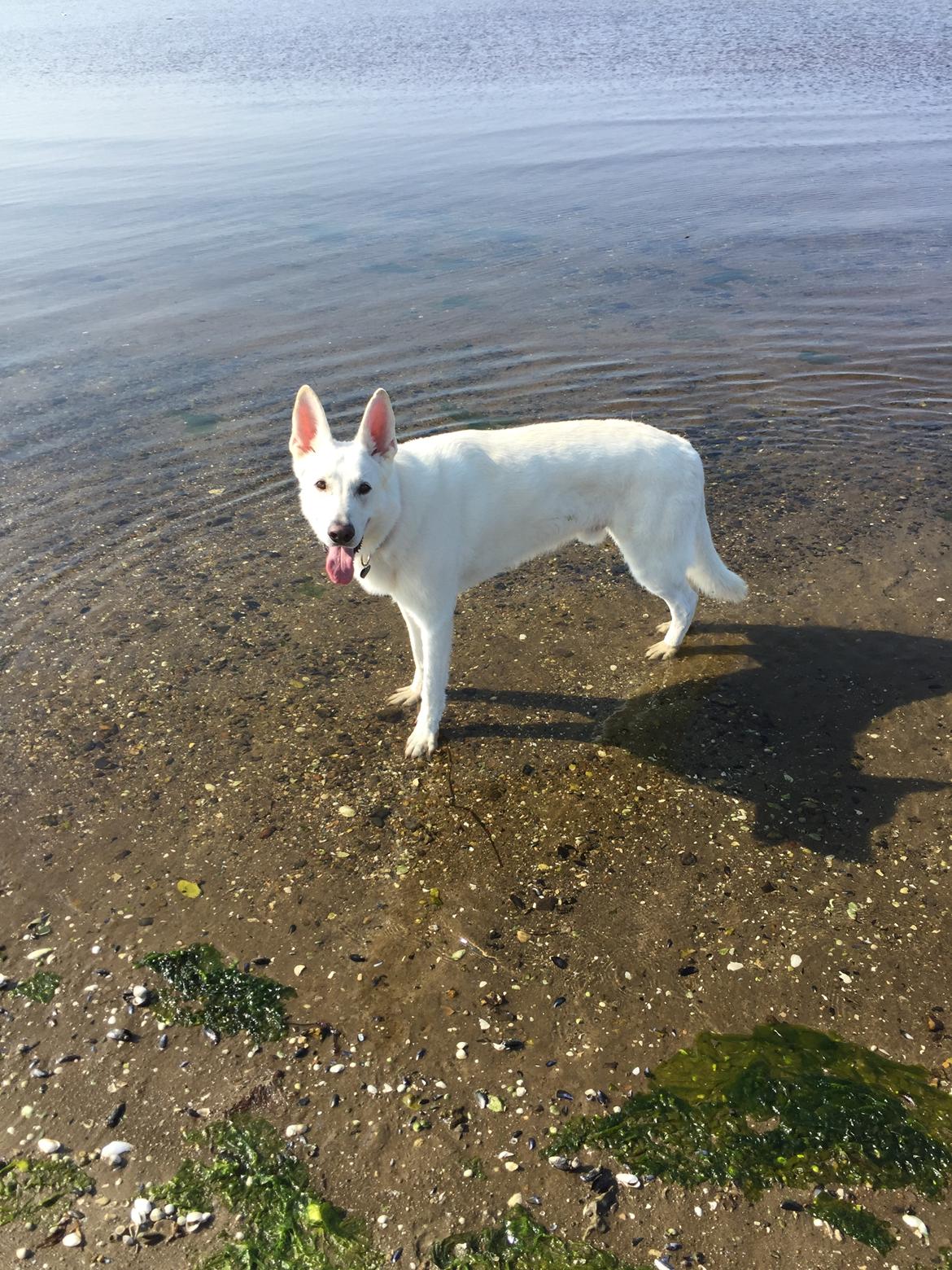 Schæferhund Carlos  billede 4